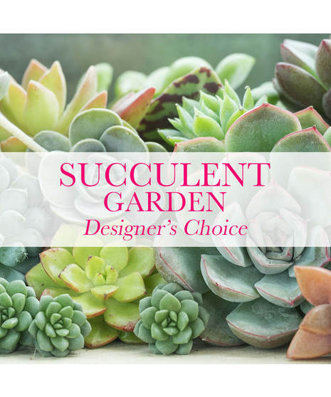 SUCCULENT GARDEN - DESIGNER'S CHOICE