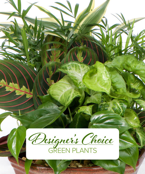 Green Plants - Designer's Choice