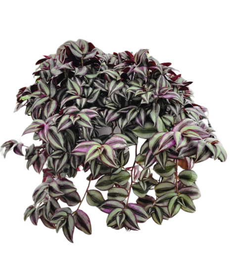 Wandering Jew