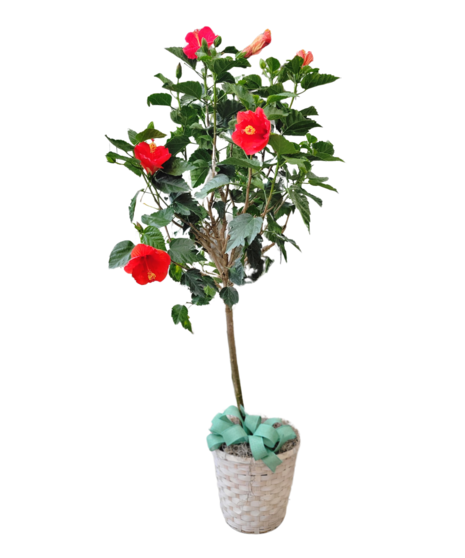 Hibiscus