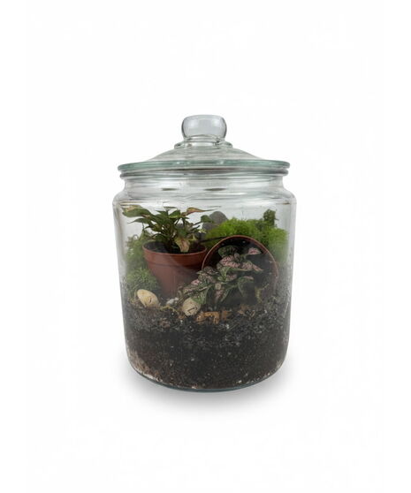 Terrarium ( Select Sizes)