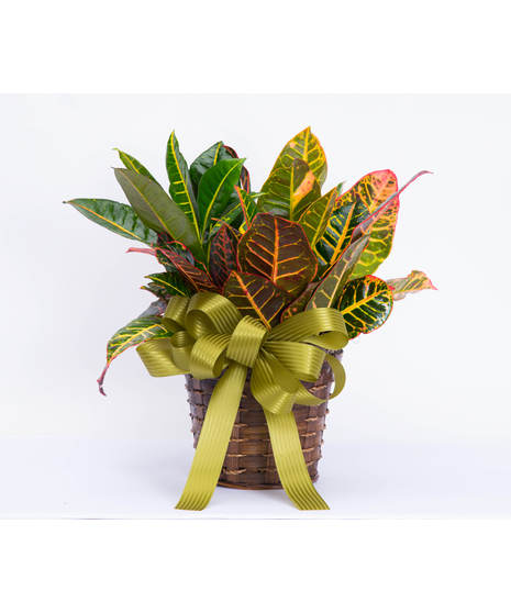 Garden Croton