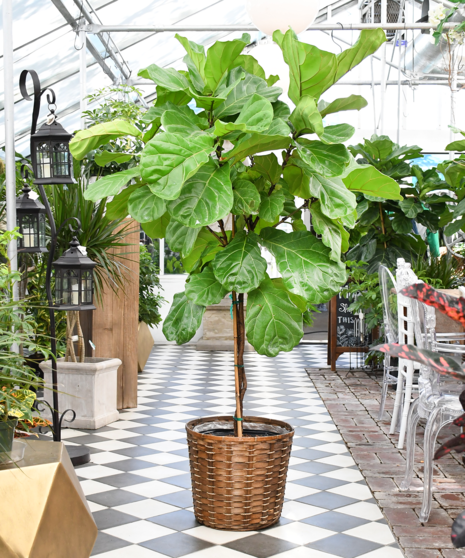 Fiddle Leaf Fig