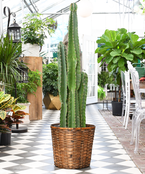 Cactus