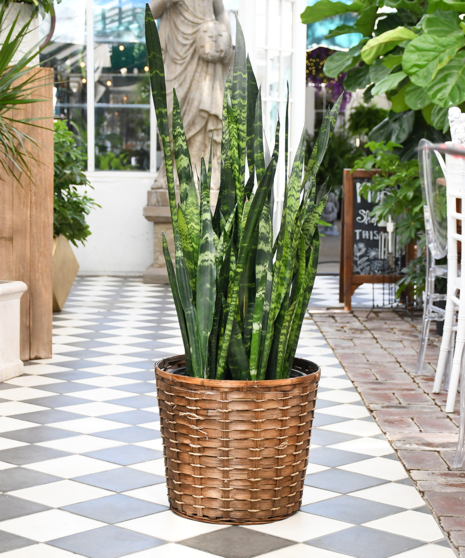 Sansevieria
