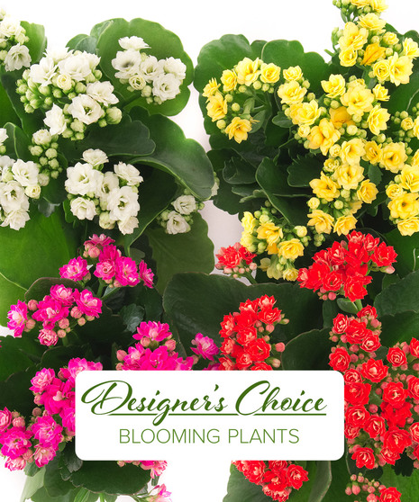 Mom's Blooming Plant - Designer's Choice