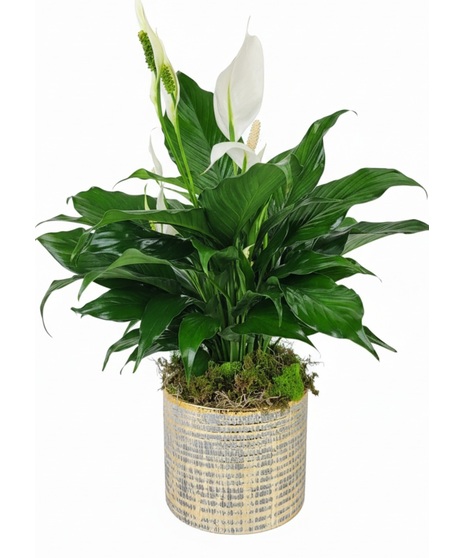 Golden Peace Lily