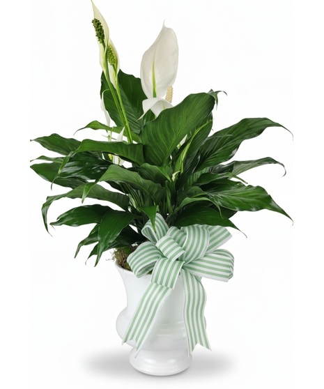 Potted Plant in White Urn