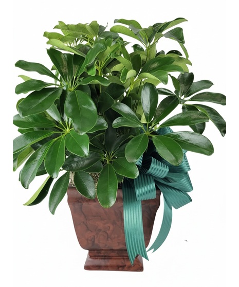 Potted Plant in Brown Urn