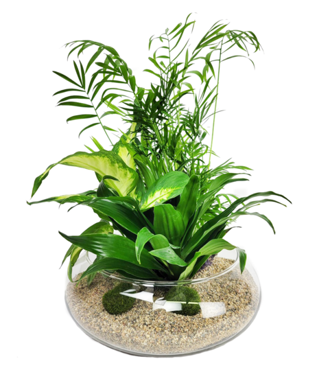 Clear Dish Garden