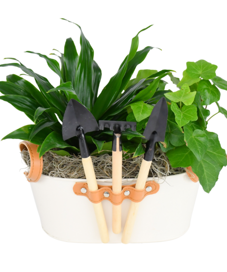 Forever Green Plant Garden