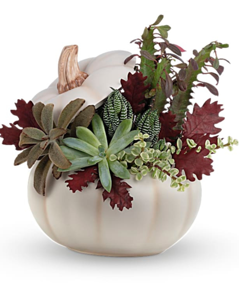 Spooky Succulent Garden
