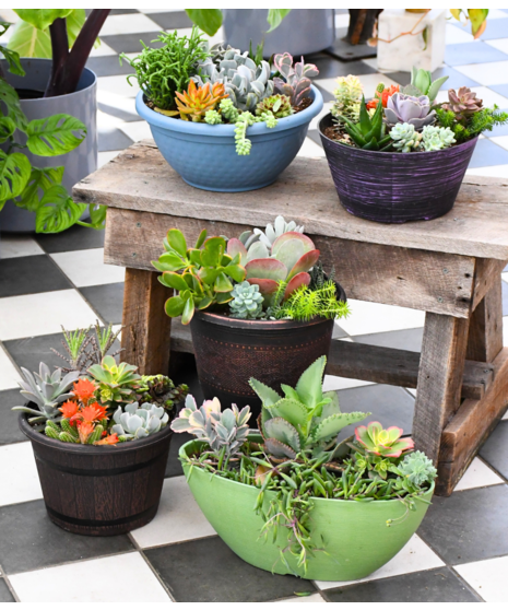 Mixed Succulent Variety Garden