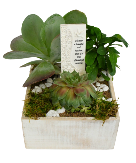 Succulent Memories Box Arrangement