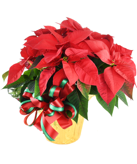 Red Poinsettia