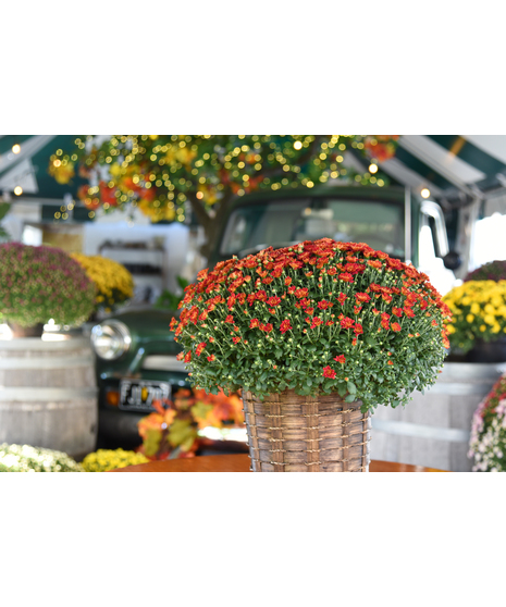 Fall Mum