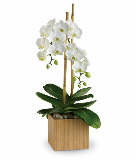 Opulent Orchids