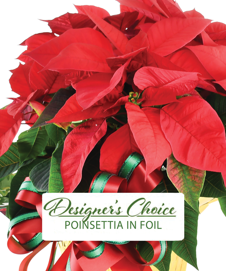 Designer's Choice Poinsettia