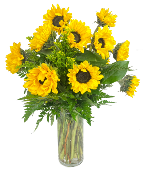 Busch's Premium Sunflowers